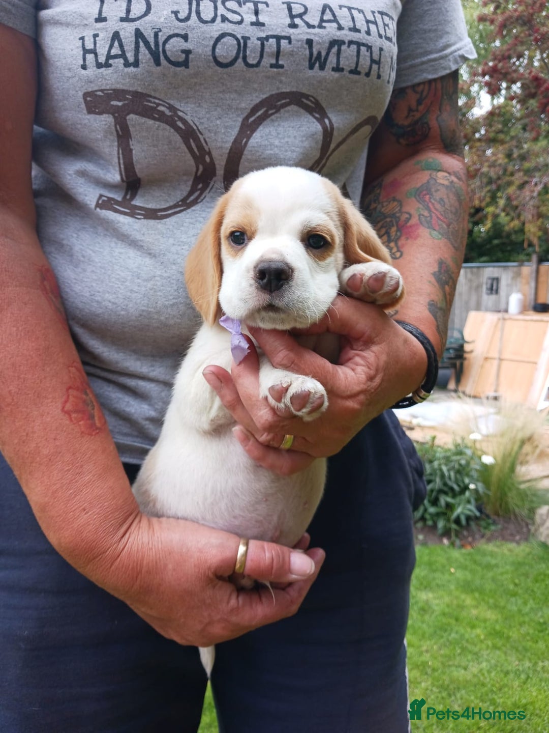 Beagle dogs for sale: Beautiful Beagle Puppies - Image 2
