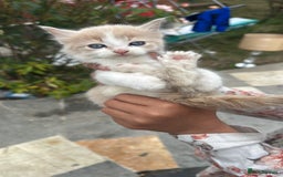 Russian Blue cats for sale: Cats for sale - Image 1