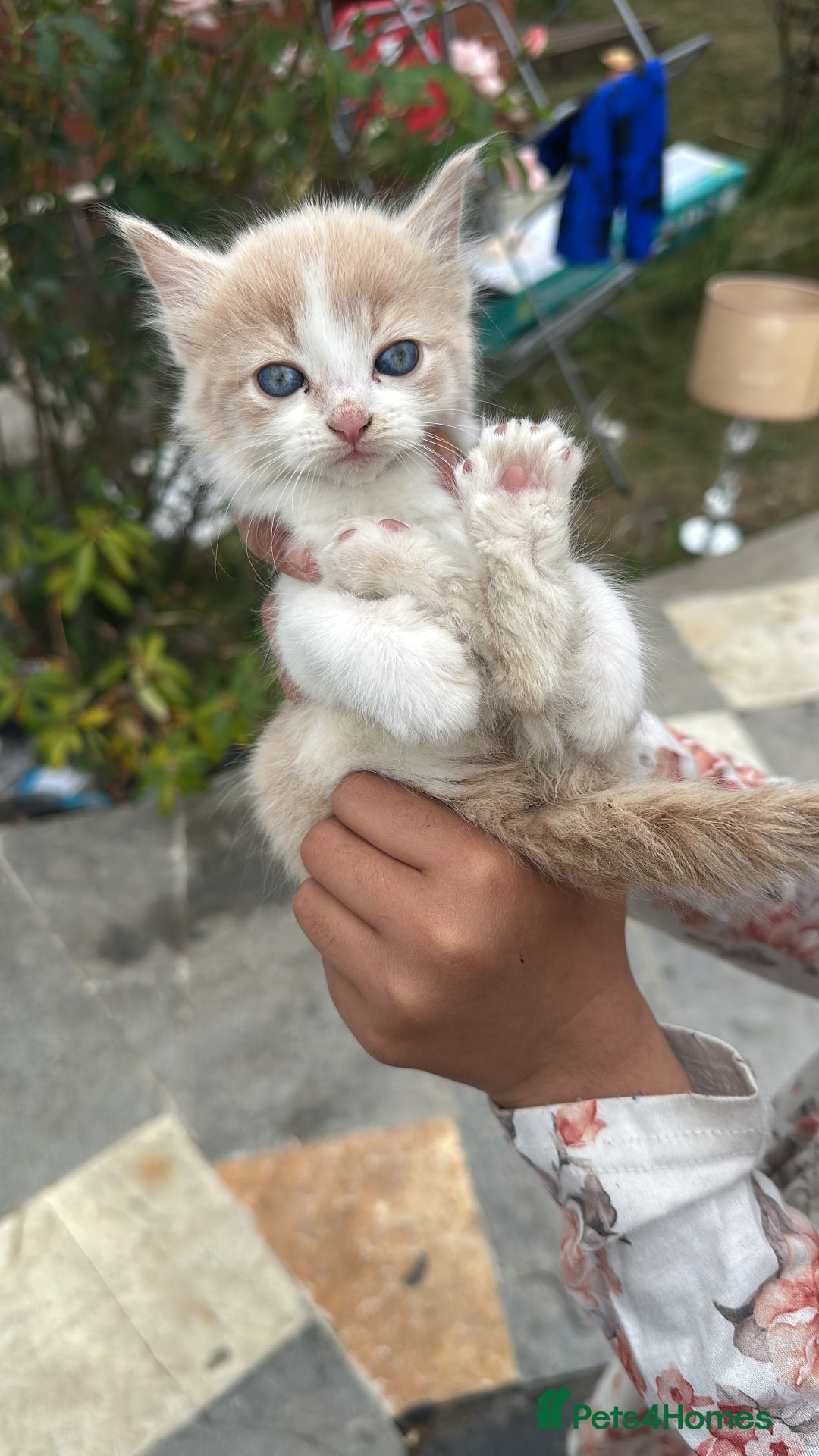 Russian Blue cats for sale: Cats for sale - Image 1
