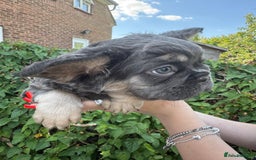 French Bulldog dogs for sale: 🐶 Adorable French Bulldog Puppies - Image 12