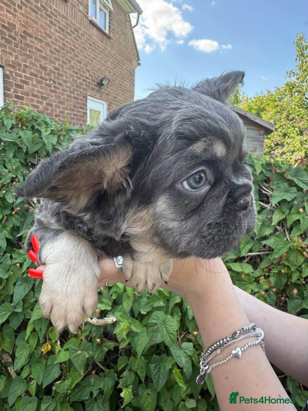 French Bulldog dogs for sale: 🐶 Adorable French Bulldog Puppies - Image 12