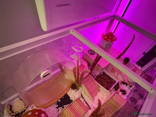 Hamster rodents Syrian Hamster - Advert 1