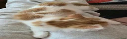 Mixed Breed cats for sale: Four Adorable Little Kittens Full of Personality - Advert 38