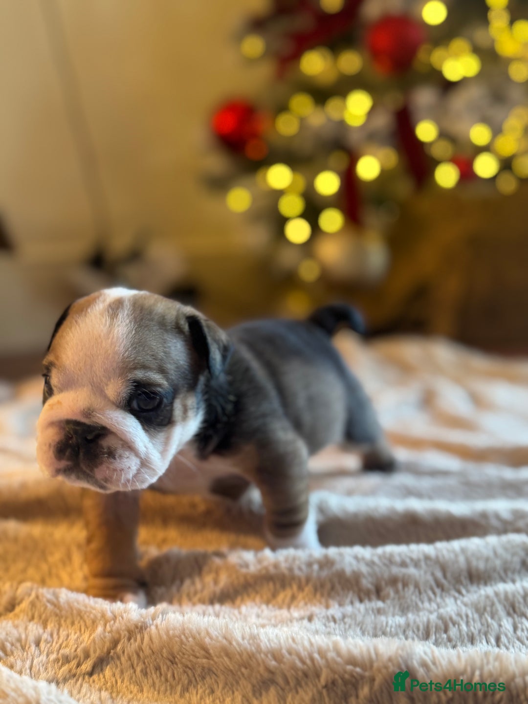 English Bulldog dogs for sale: Red and White English Bulldogs  - Advert 18