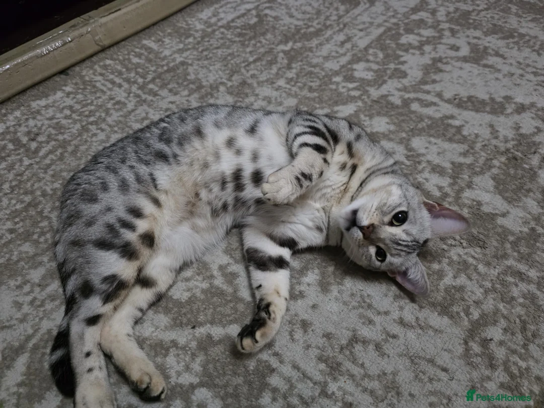 Bengal cats for sale: Bengal male - Advert 1