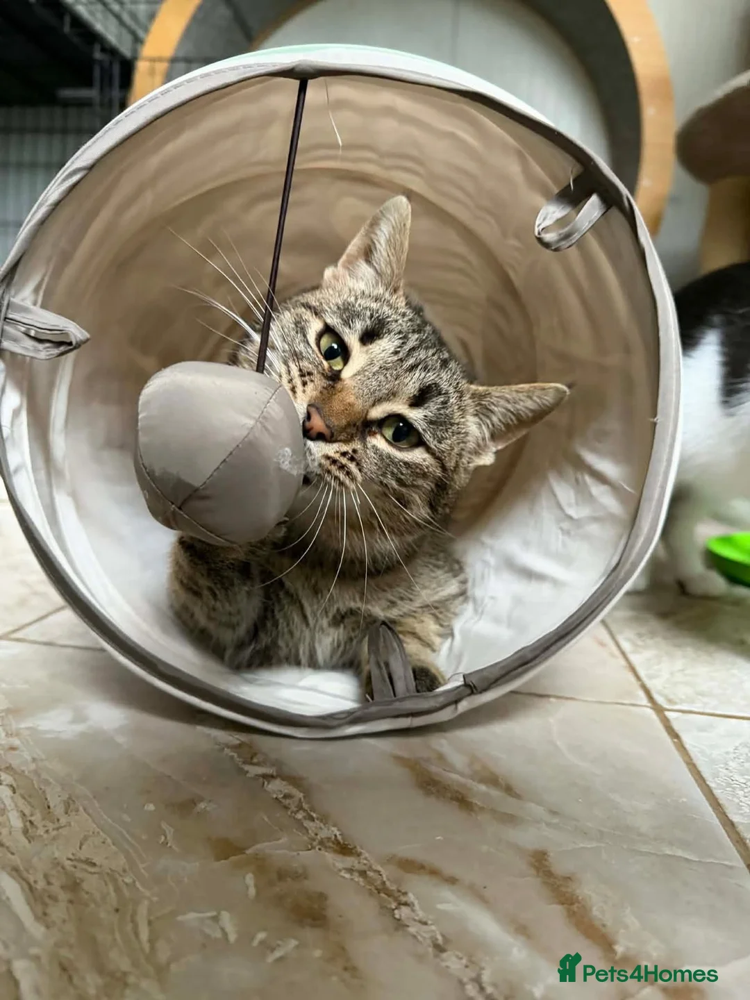 Mixed Breed cats for adoption: Sawyer - Norwich Norfolk  - Advert 7