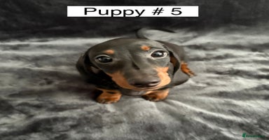Miniature Dachshund dogs - Advert 11