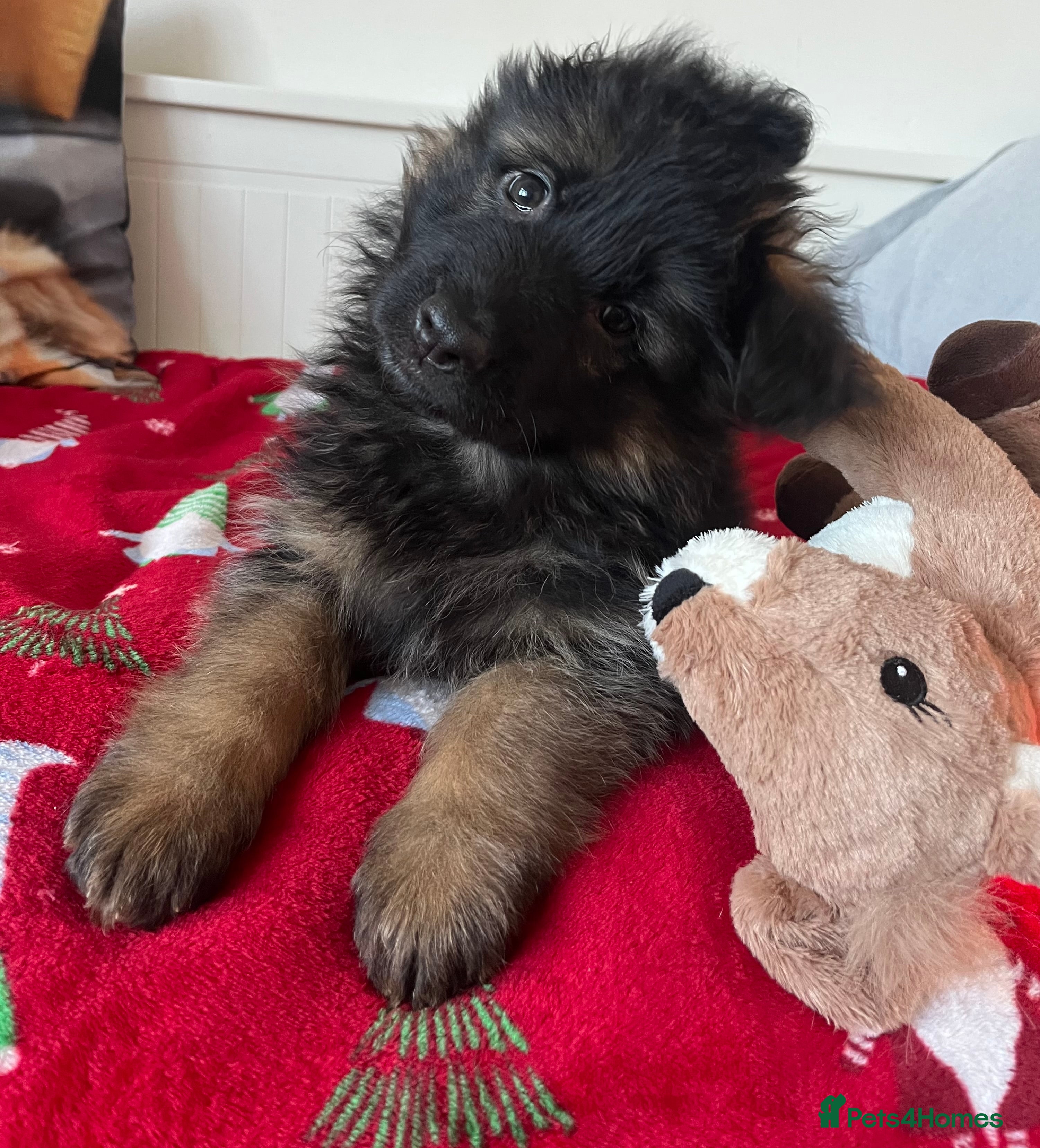 German Shepherd dogs Outstanding long haired Gsd pups  for sale  - Advert 16