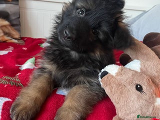 German Shepherd dogs Outstanding long haired Gsd pups for sale - Advert 16