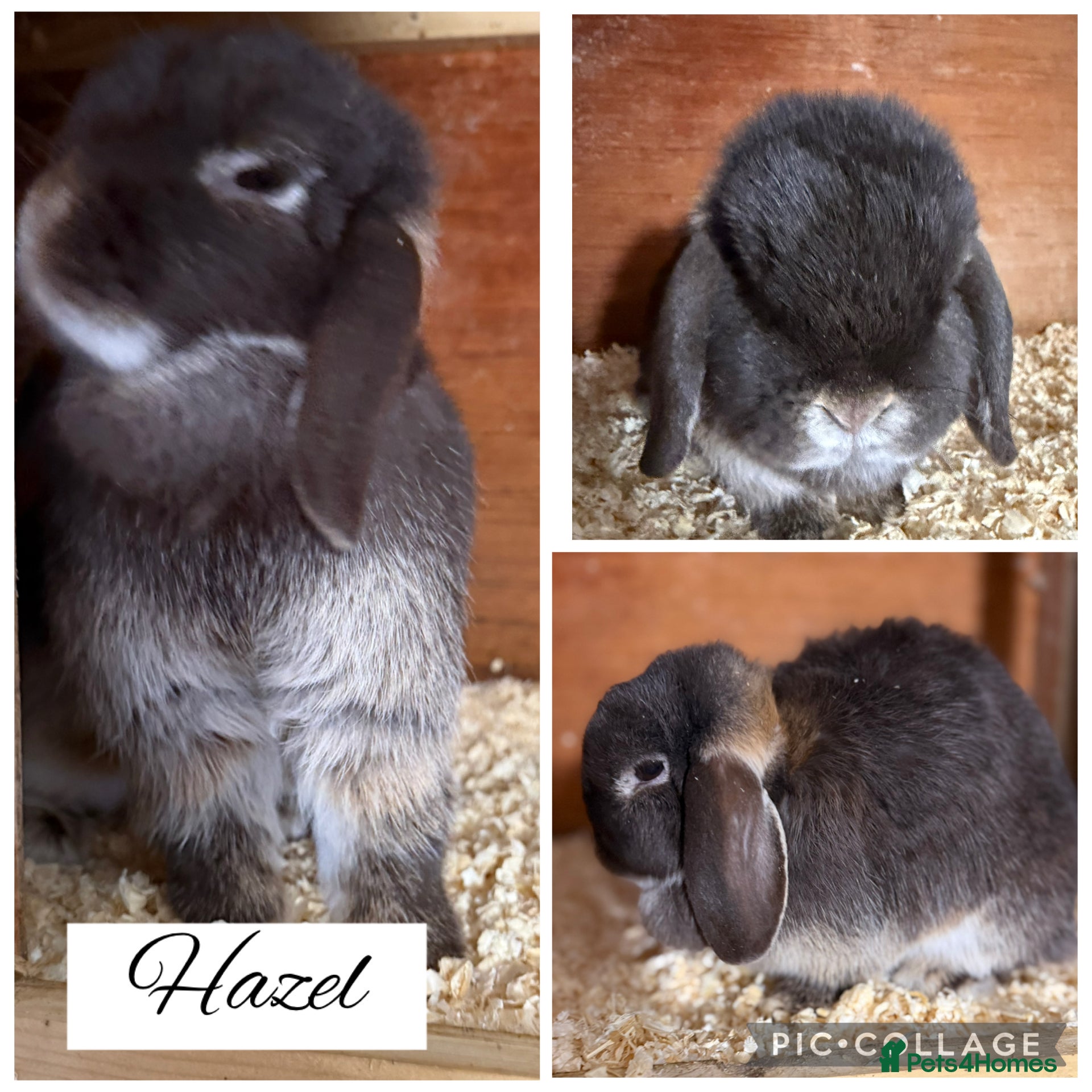 Mini Lop rabbits Pure bred mini lops  - Advert 14