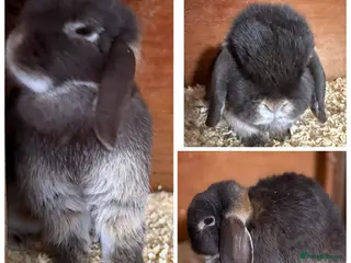 Mini Lop rabbits Pure bred mini lops - Advert 14