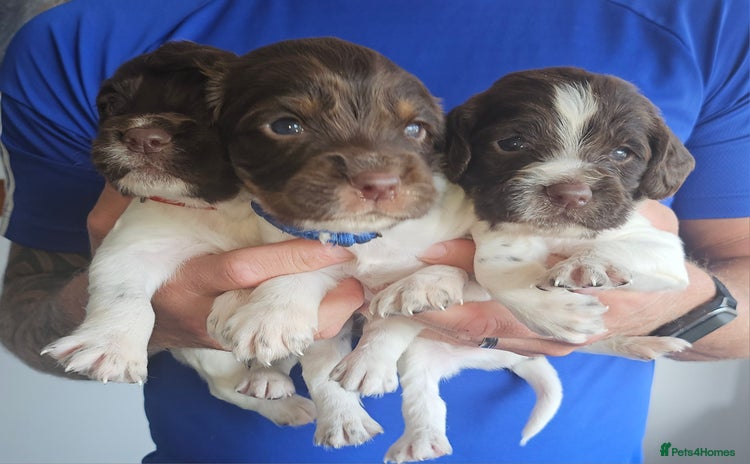 English Springer Spaniel dogs - Advert 15