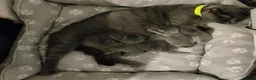 Russian Blue cats for sale: Absolutely beautiful Russian Blue Kittens 8 weeks - Advert 5