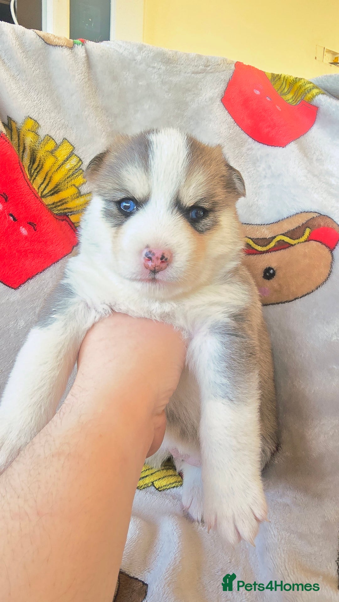 Pomsky dogs for sale: Pomsky Puppies for Sale - Advert 25