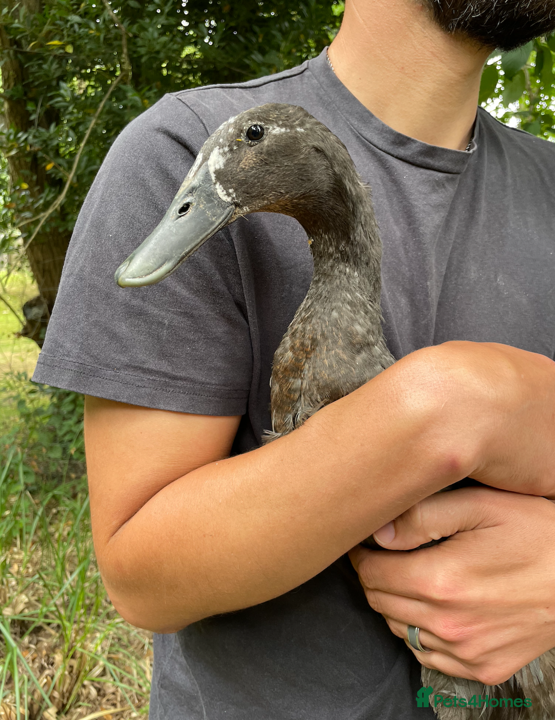 Ducks poultry for sale: Friendly Indian Runner drake ******!  - Image 1