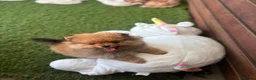 Pomeranian dogs for sale: STUNNING POMERANIAN PUPPYS  in Blackpool - Advert 9