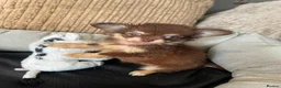 Chihuahua dogs for sale: Chihuahua puppies Russian ancesry with apple head  - Advert 1