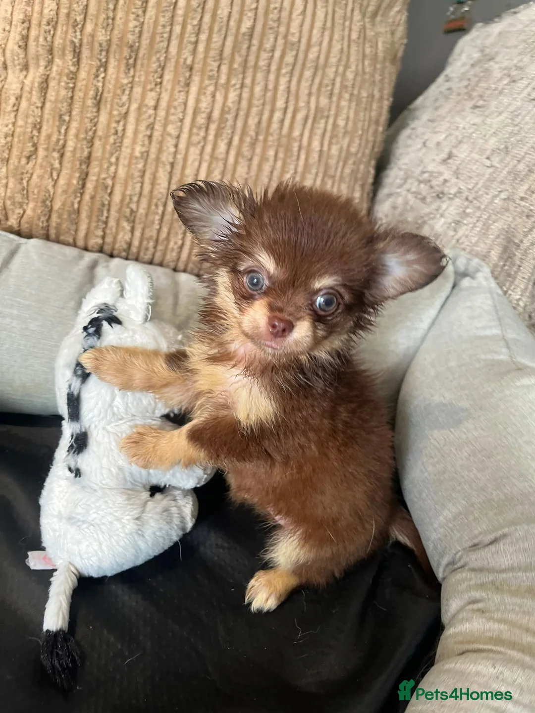 Chihuahua dogs for sale: Chihuahua puppies Russian ancesry with apple head  - Advert 1