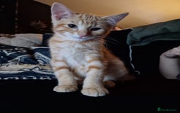 Domestic Shorthair cats for sale: 2 beautiful girls for sale  - Image 13