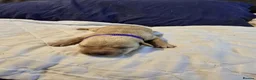 Labrador Retriever dogs for sale: Beautiful Labrador Retriever Puppies for sale. - Advert 2
