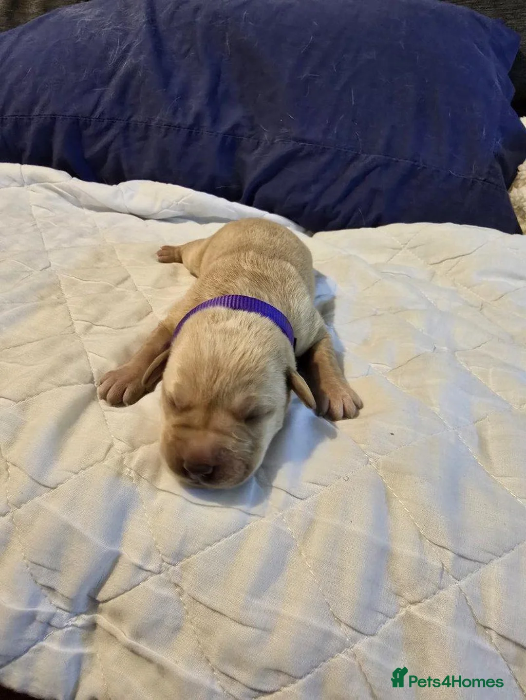 Labrador Retriever dogs for sale: Beautiful Labrador Retriever Puppies for sale. - Advert 2
