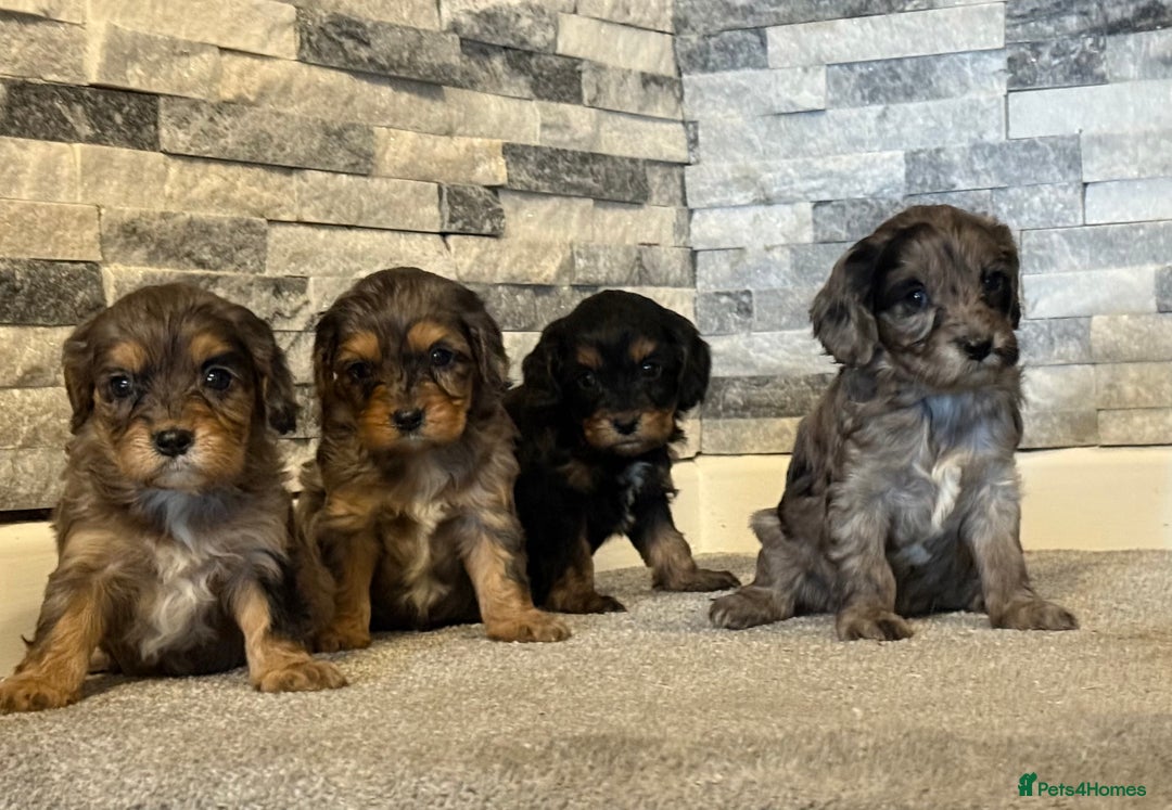 Cavapoo dogs for sale: Lavender  and rose gold merle cavapoos   - Advert 1