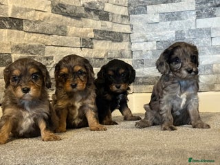 Cavapoo dogs Lavender and rose gold merle cavapoos - Advert 13