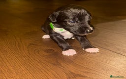 Mixed Breed dogs for sale: Stunning F1 Beddy Whippet Pups — Hearts Will Melt - Advert 25