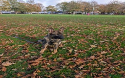 German Shepherd dogs for sale: German Shepherd puppies  in Scunthorpe - Image 12