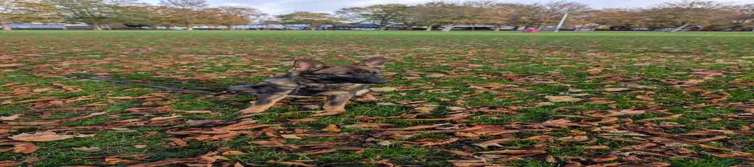 German Shepherd Puppy 2