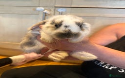 French Lop rabbits for sale: 3 gorgeous male bunnies  - Image 4