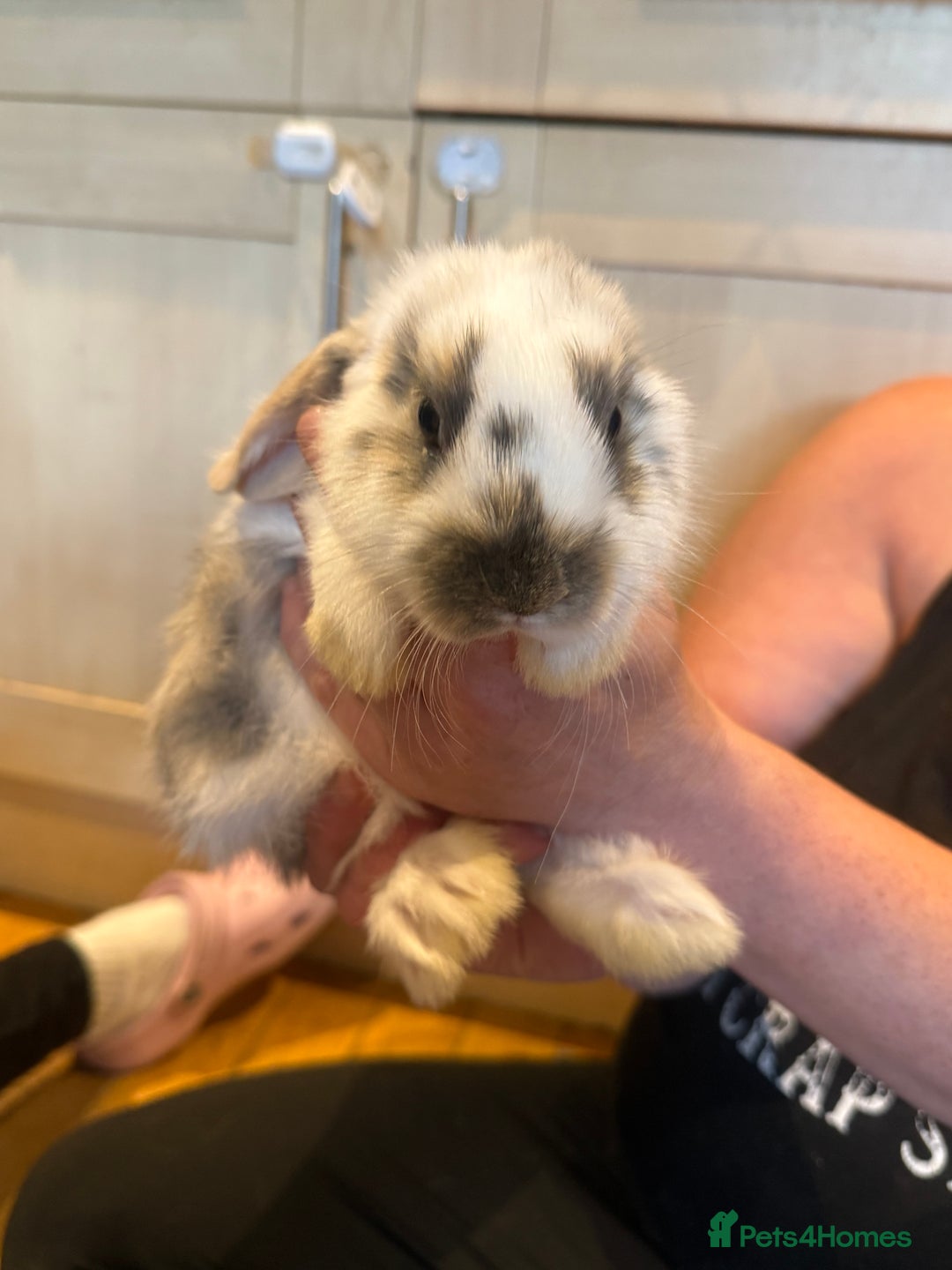 French Lop rabbits for sale: 3 gorgeous male bunnies  - Image 4
