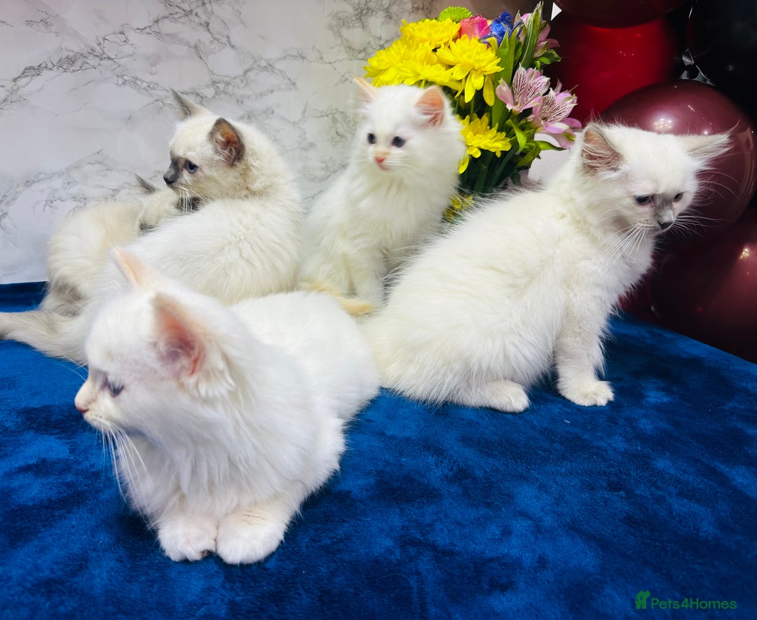 Ragdoll cats for sale: TICA Registered Magnificent Ragdoll kittens  - Image 16