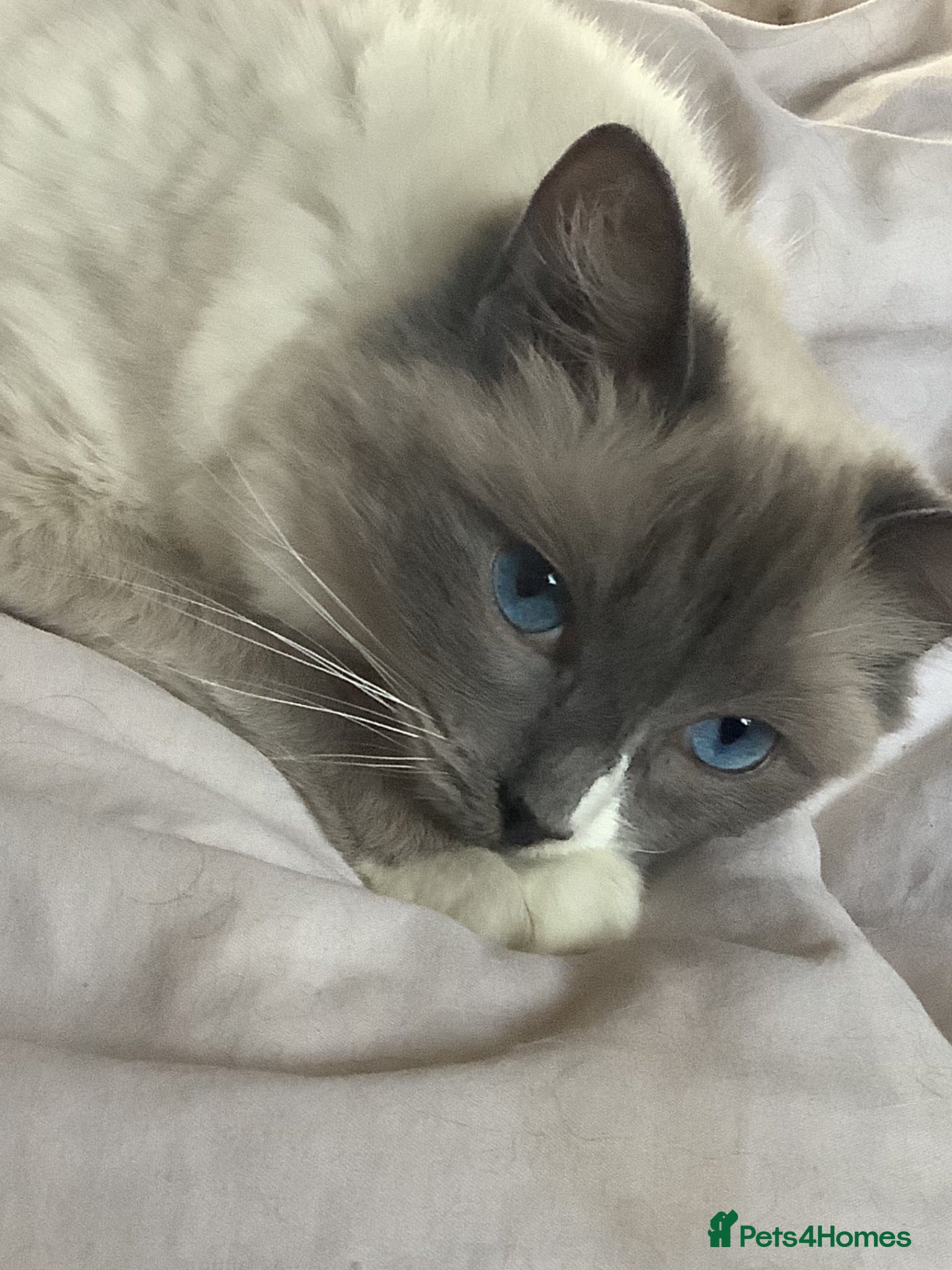 Ragdoll cats 5 Ragdoll Kittens for sale (3 girls 2 boys)  - Advert 1