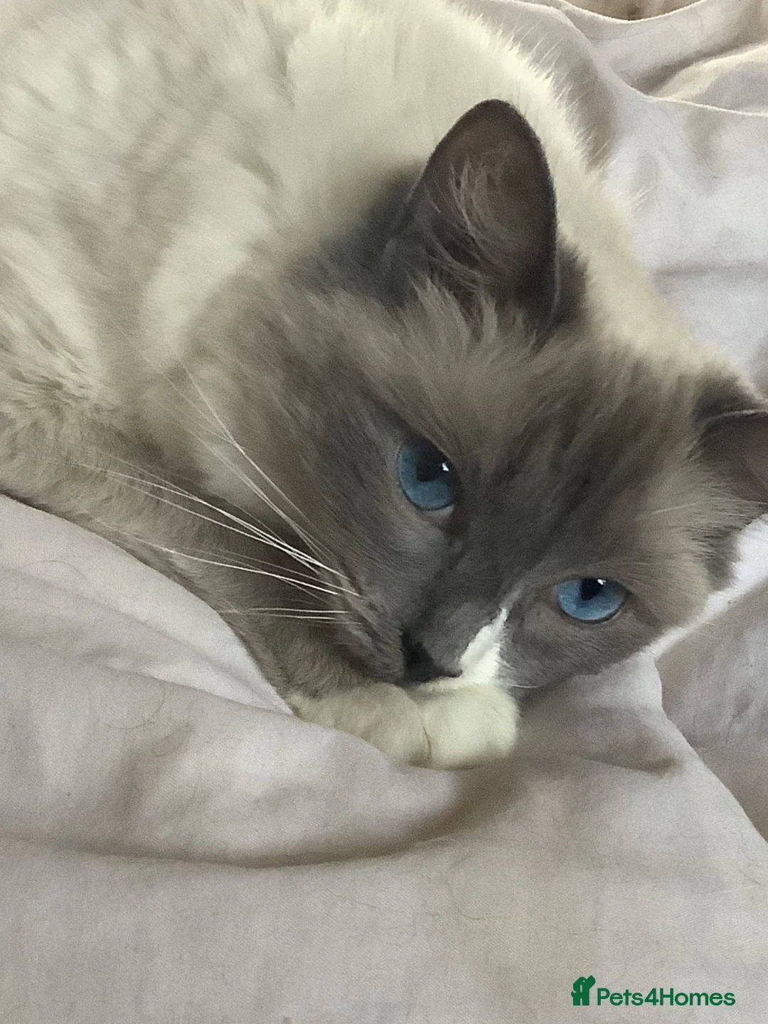 Ragdoll cats for sale: 5 Ragdoll Kittens for sale (3 girls 2 boys)  - Advert 1