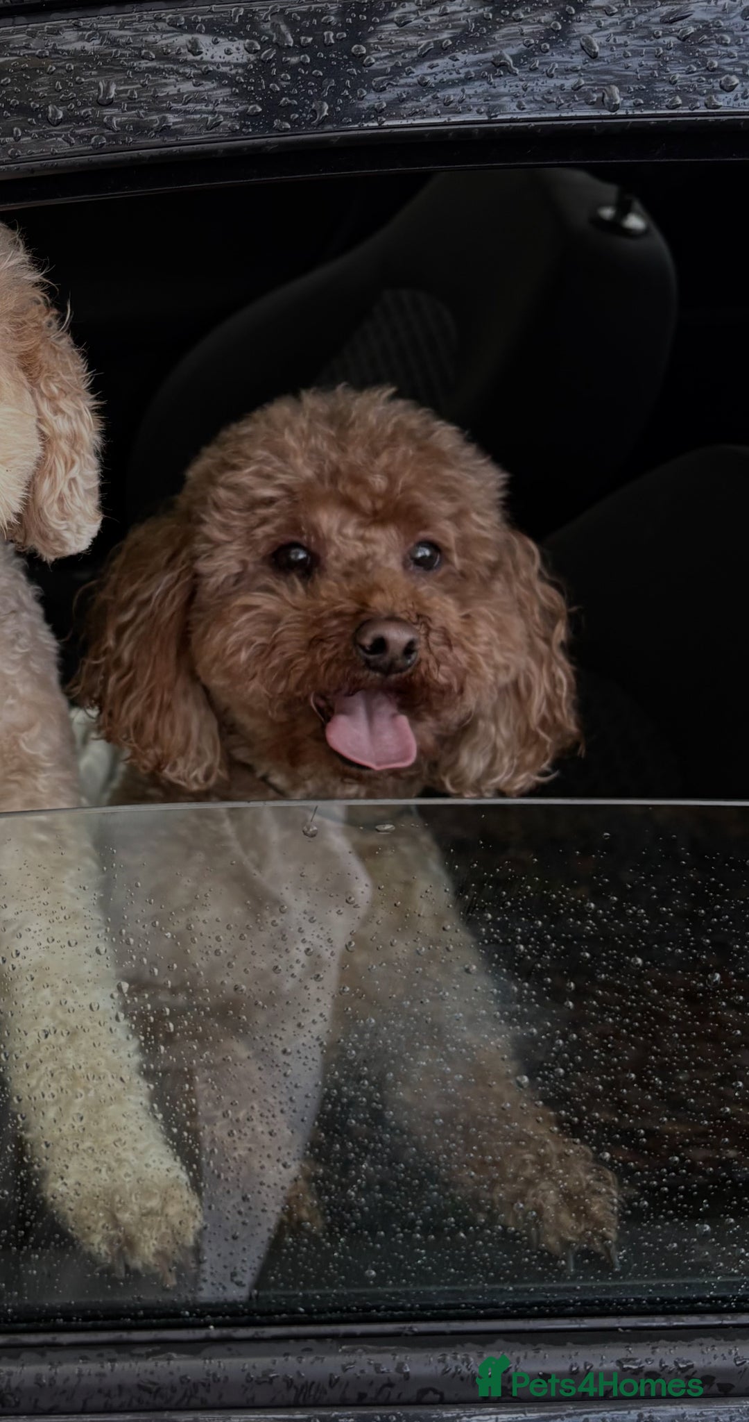 Miniature Poodle dogs for stud: Chocolate brown Miniature Poodle Stud - Advert 4