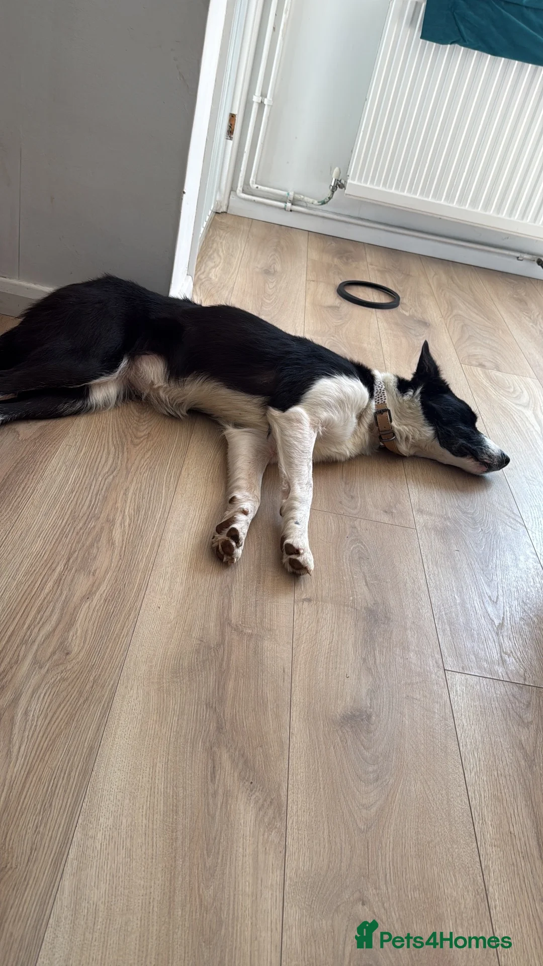 Border Collie dogs for sale: Meet Lass in Wellingborough - Advert 2