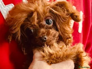 Toy Poodle dogs Rare Asian Micro Toy Poodle (Under 1kg) - Advert 4