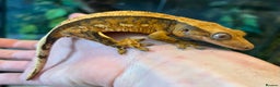 Gecko reptiles for sale: Crested geckos for sale  - Advert 1