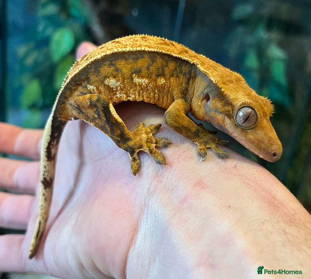 Gecko reptiles for sale: Crested geckos for sale  - Advert 1