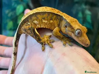 Gecko reptiles Crested geckos for sale - Advert 14