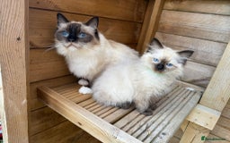 Ragdoll cats for sale: Absolute stunning gccf  blue mitted girl  - Image 8