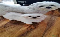 Maltese dogs for sale: One Maltese boy  100% pure breed   - Image 8