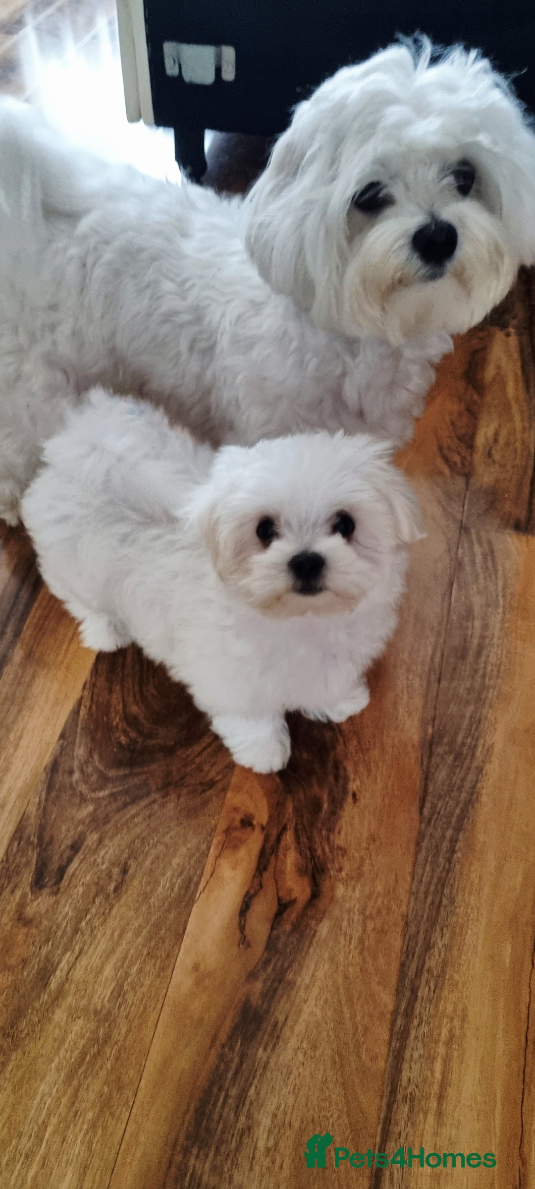 Maltese dogs for sale: One Maltese boy  100% pure breed   - Image 8