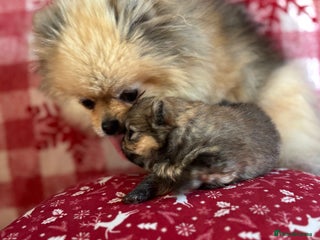 Pomeranian dogs Pure breed Pomeranians - Advert 14