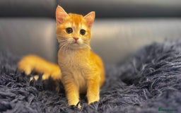 British Shorthair cats for sale: Ready pure AY12, NY12 Corin BSH  - Image 28