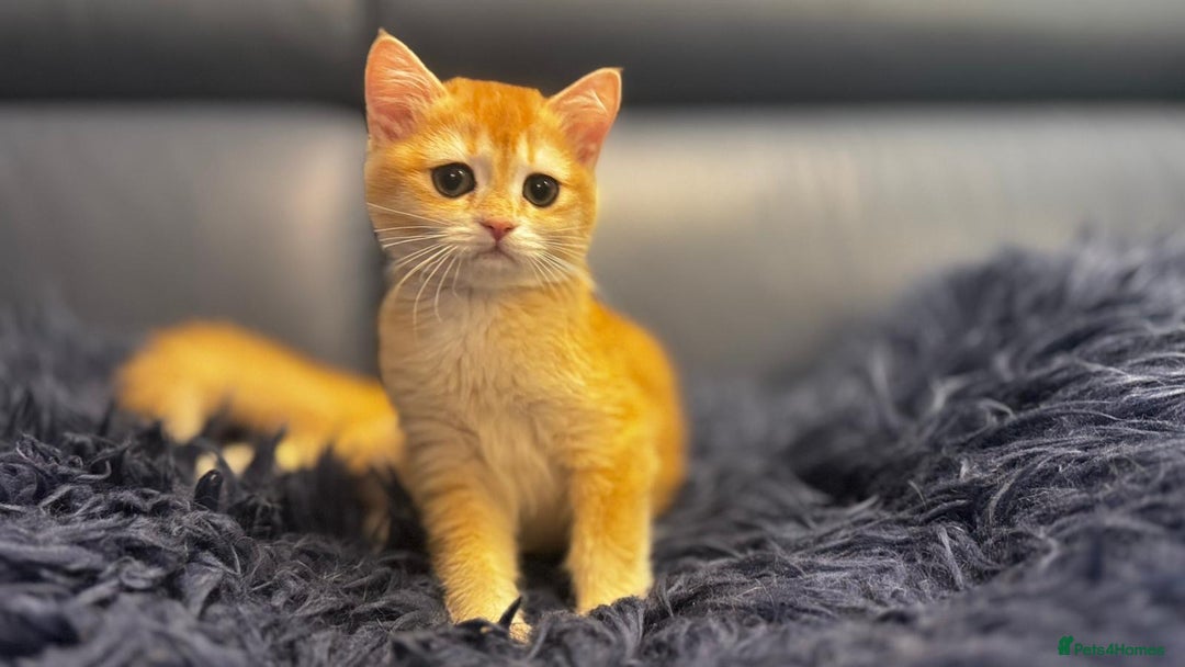 British Shorthair cats for sale: Ready pure AY12, NY12 Corin BSH  - Image 28