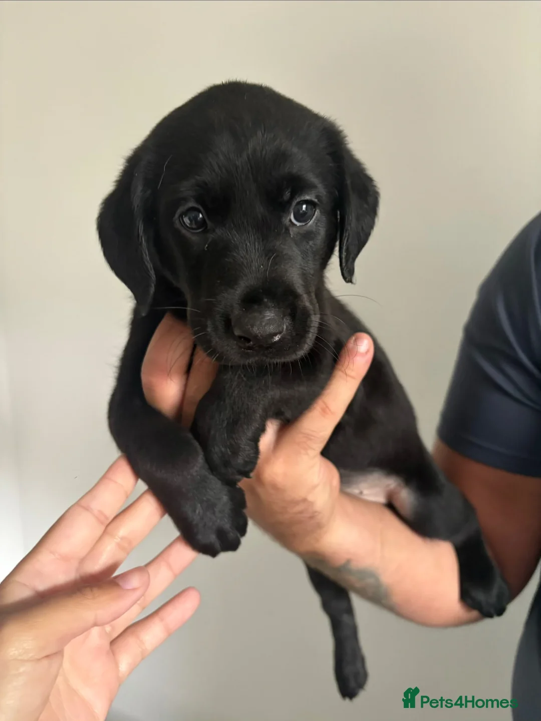 Labrador Retriever dogs for sale: *READY IN 1 WEEK* KC REG LABRADOR PUPS - Advert 2