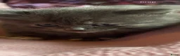 Nebelung cats for sale: ***Neblung cross ragdoll babies *** - Advert 5