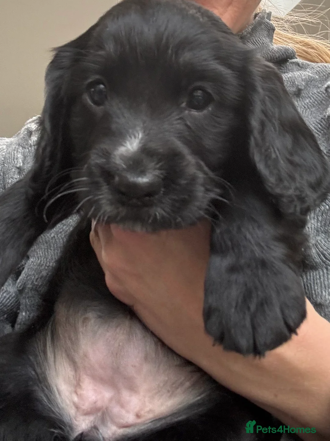 Cocker Spaniel dogs for sale: Working cocker spaniel puppies  - Advert 17